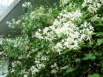 Japanese Clematis
