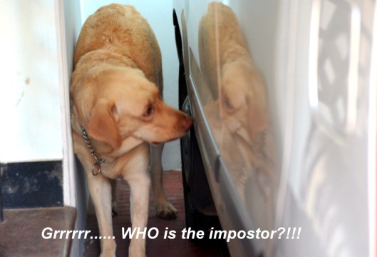Luci and the impostor