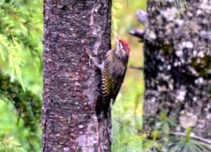 woodpecker