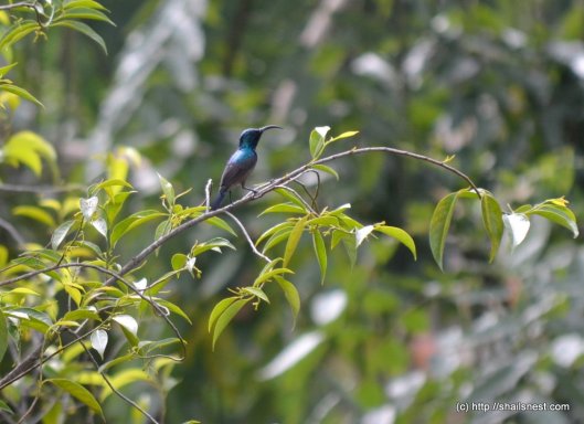 Sunbird