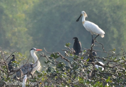 Grey Heron, Cormorant and Spoonbill