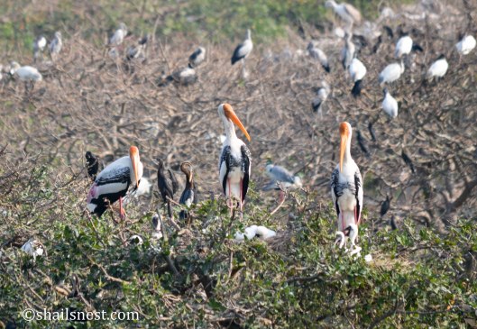Three Painted Storks