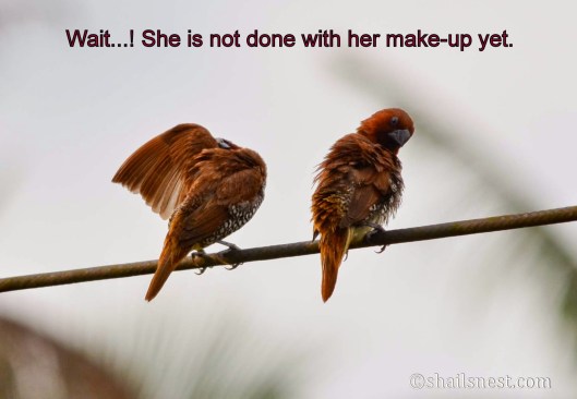 Scaly-breasted Munias