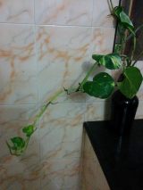 money plant intruder