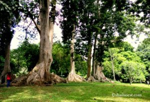 1-botanical garden 2