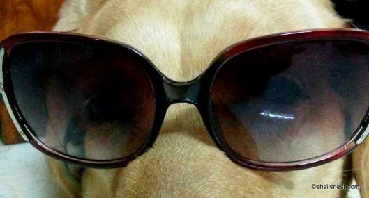 1-12670505_10153925632855295_2083334257731319622_n