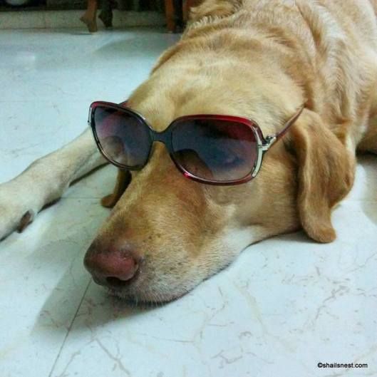 1-12814361_10153925630105295_5322943461310684353_n