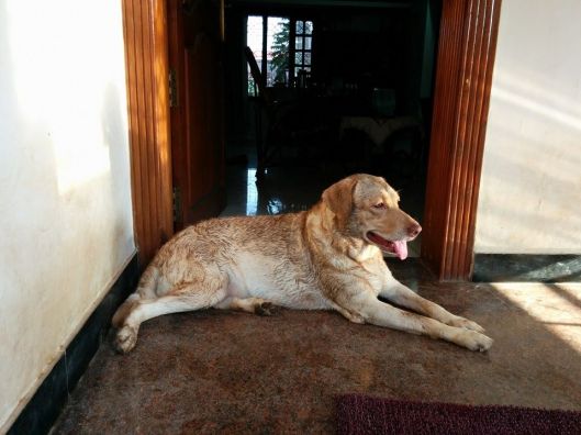 10991176_10153041230105295_5937095752824832191_n