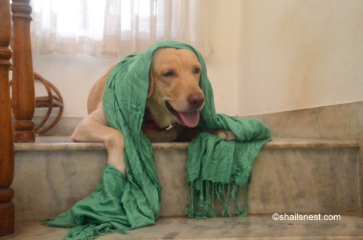 13718709_10154207371065295_3125487855984216041_n