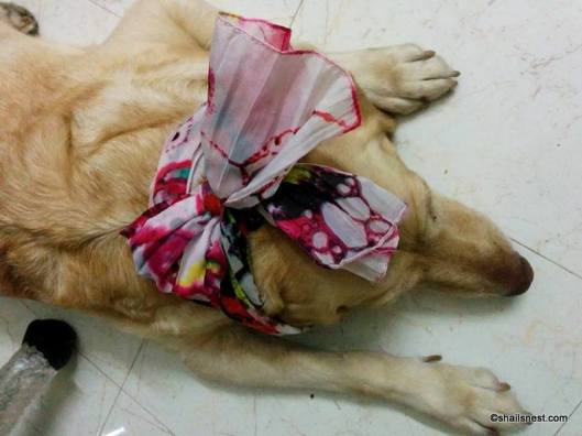 14359149_10154388304900295_5181360093793371016_n