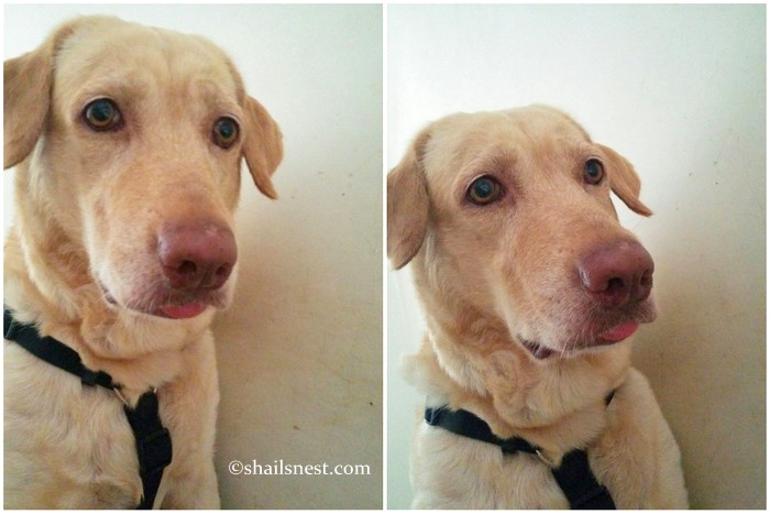 Likes and dislikes | Shail's Nest