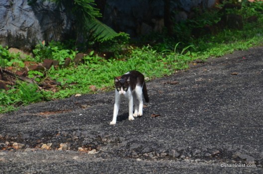 DSC_1033 (2)-001.JPG