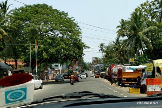 Rain tree IMG_20180401_124924