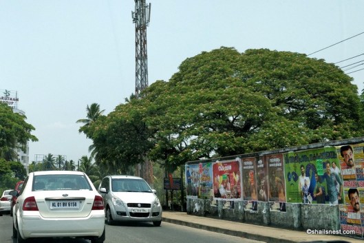 rain trees IMG_20180401_123443