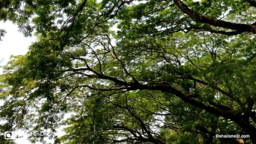 Rain trees IMG_20180401_123936