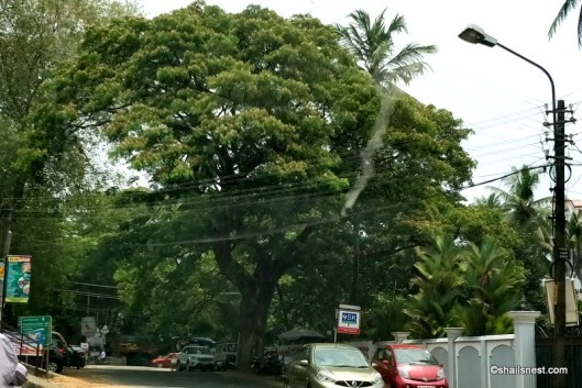 rain treesIMG_20180404_121411-001